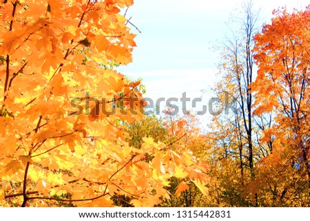 autumn forest, red and yellow leaves, blue sky Royalty-Free Stock Photo #1315442831