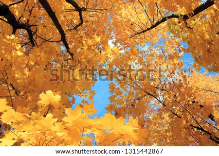 autumn forest, red and yellow leaves, blue sky Royalty-Free Stock Photo #1315442867