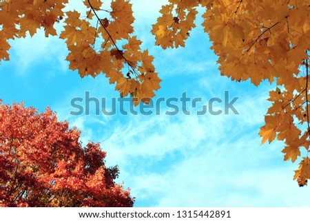 autumn forest, red and yellow leaves, blue sky Royalty-Free Stock Photo #1315442891