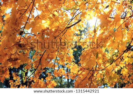 autumn forest, red and yellow leaves, blue sky