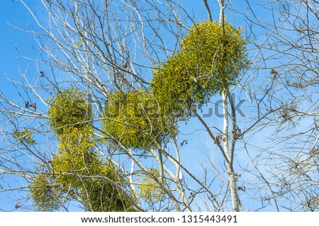 Green mistletoe on a tree without leaves. Plant parasite in the winter. The tree struck with a mistletoe, Víscum.