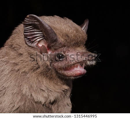The greater dog-like bat (Peropteryx kappleri) is a bat species from Central America and South America. It is found from southern Mexico through Brazil and Peru.