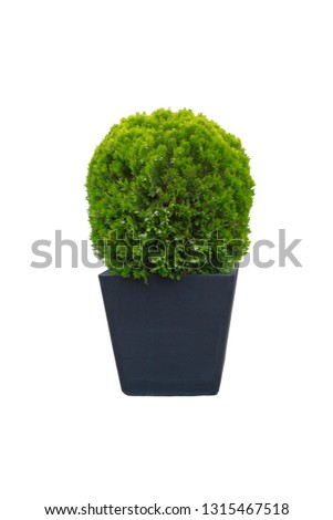 Thuja occidentalis danica for landscape design. Bush isolated on white background. Cypress is grow in large grey outdoor pot. Coniferous trees. Royalty-Free Stock Photo #1315467518