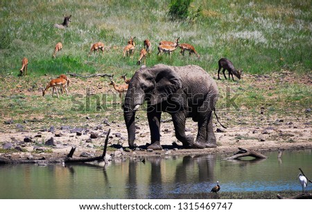 Tranquil scene at a waterhole with a lone African Elephant bull with Impala and Waterbuck grazing in the background