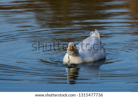 Male drake heavy white Pekin Duck (also known as Aylesbury or Long Island Duck) swimming on a still calm lake with reflection, drinking water