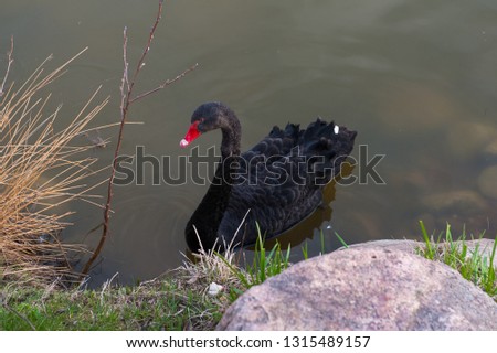 Black Swan. Sailed to the land to the rocky shore