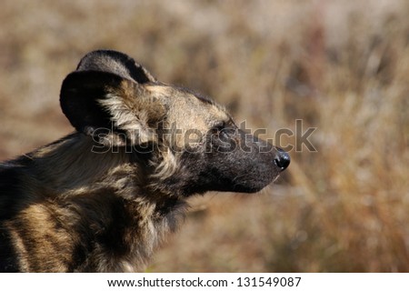 Photos of Africa, Wild dog head