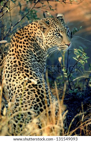 Photos of Africa, Leopard from the back
