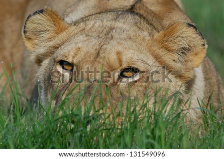Photos of Africa, Lion stalking
