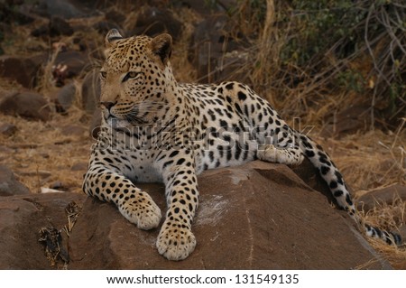 Photos of Africa, Leopard on rock