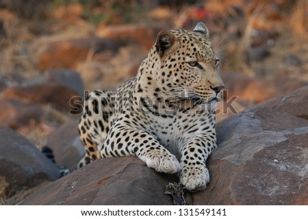 Photos of Africa, Leopard on rock
