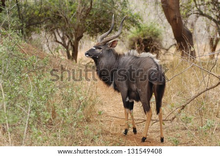 Photos of Africa,  bull in forest
