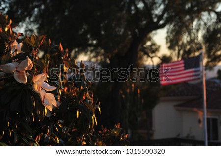 An evening picture with the setting sun reflecting off a magnolia tree with blooming flowers. An American flag waving in the background.