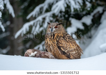 European eagle-owl in winter