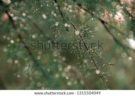 sprig of coniferous tree with silver rain droplets close-up