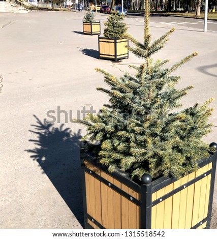 three christmas trees in a pot near the road