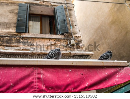 Two very fat, obese pigeons site on an awning under a window in a crumbling wall in Venice, Italy