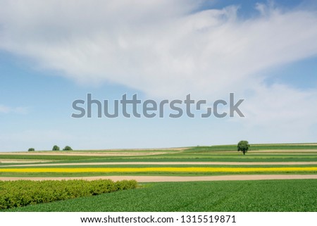 Spring landscape of the Roztocze region in Poland with agricultural fields of rapeseed yellow flowers