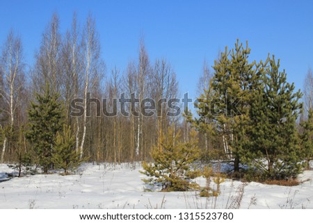 Beautiful winter forest scene.
