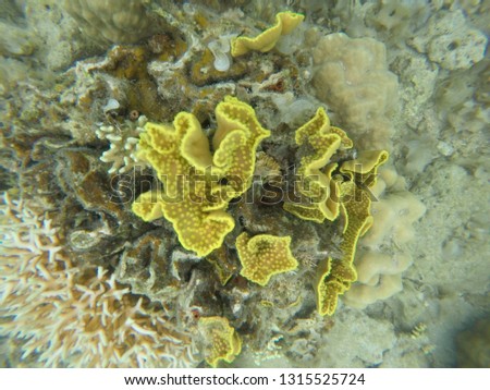 Yellow coral underwater 