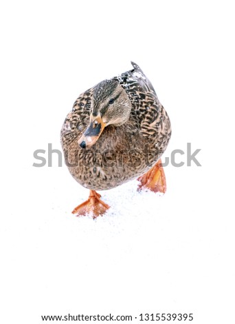 Mallard hen wagging while walking in snow