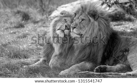 Two lion brothers nuzzling rubbing heads in sign of affection and bonding, Black and White