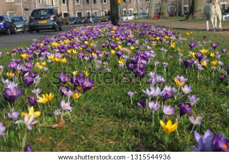 The temperature soars and the first flowers begin to bloom in the Netherlands as a sign of early spring.