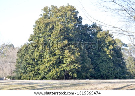 Old Magnolia Trees