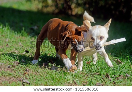 A Boxer pup and mixed breed pup playing with a stick.