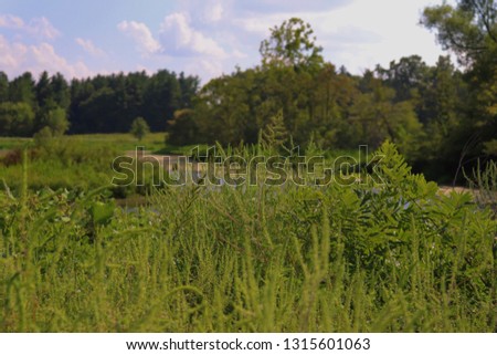 spring greenery landscape with water