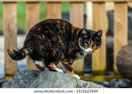 Black and brown color cat outside the house. Animal and pet.