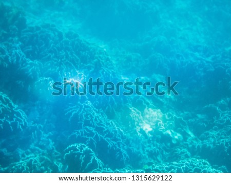 Underwater view of coral bleaching. Graveyard of the dead coral reef. A global problem triggered by climate change.