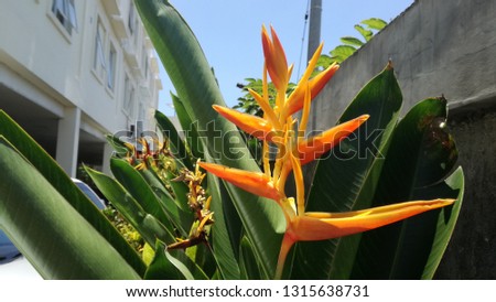 yellow tropical heliconia