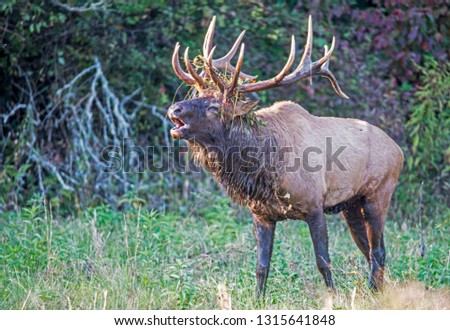 A large elk in The Smokies posing for a picture.