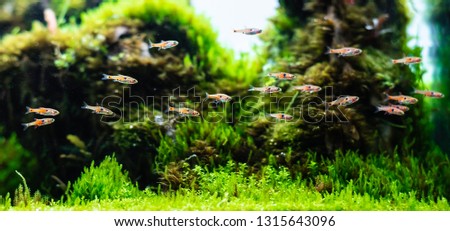 aquatic plant tank made with dragon stone arrangement on soil substrate with plant (Hemianthus callitrichoides cuba) and dwarf rasbora fish. Royalty-Free Stock Photo #1315643096