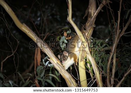 Australian ringtail possum in eucalyptus branches at night
