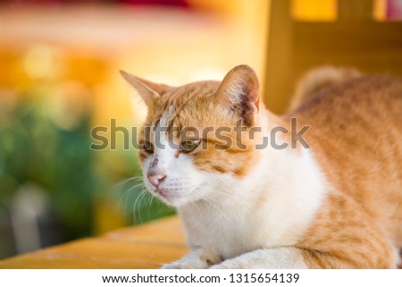Orange cat lying on the desk With relaxation