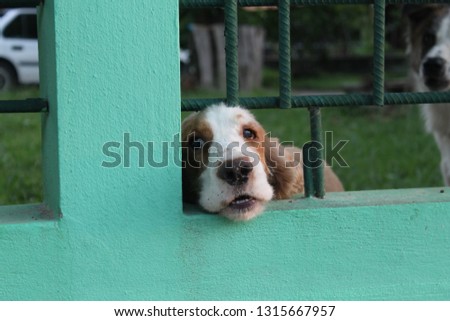 very cute guard dog poking his head through the fence 