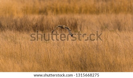 Short-eared owl (Asio flammeus) flying above a field heading toward the viewer late in the day in winter, Samish Flats, Skagit County, Washington.