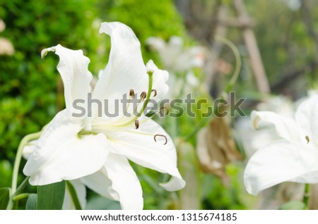 close up of white lilly in garden at flower festival Chiangmai,Thailand.