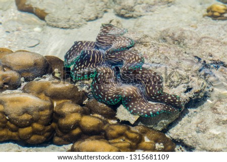 Giant clam  underwater on the tropical beach of thailand 
