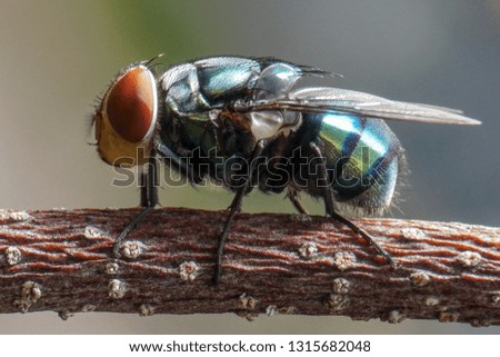 A picture of a fly resting on a branch in the morning