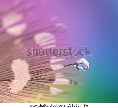 Dew on Feathers with Background multicolored