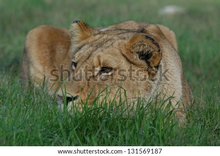 Photos of Africa,Female Lion head shot