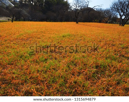 autumn color of grass fields