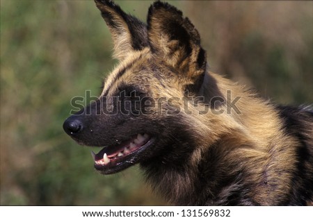 Photos of Africa, Wild dog head shot