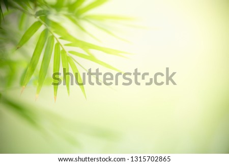 Nature of green leaf bamboo in garden at summer. Natural green leaves plants using as spring background cover page environment ecology or greenery wallpaper