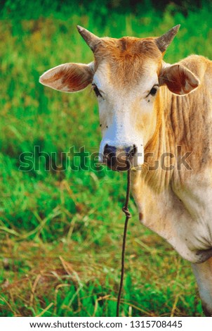 a cow portrait