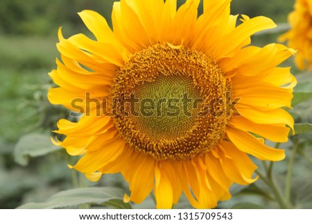 Yellow sunflowers are blooming and growing, basking in the sun in the morning and evening, beautiful nature, warm sunshine and romantic countryside of Thailand.