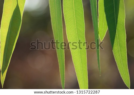 Eucalyptus leaves closeup